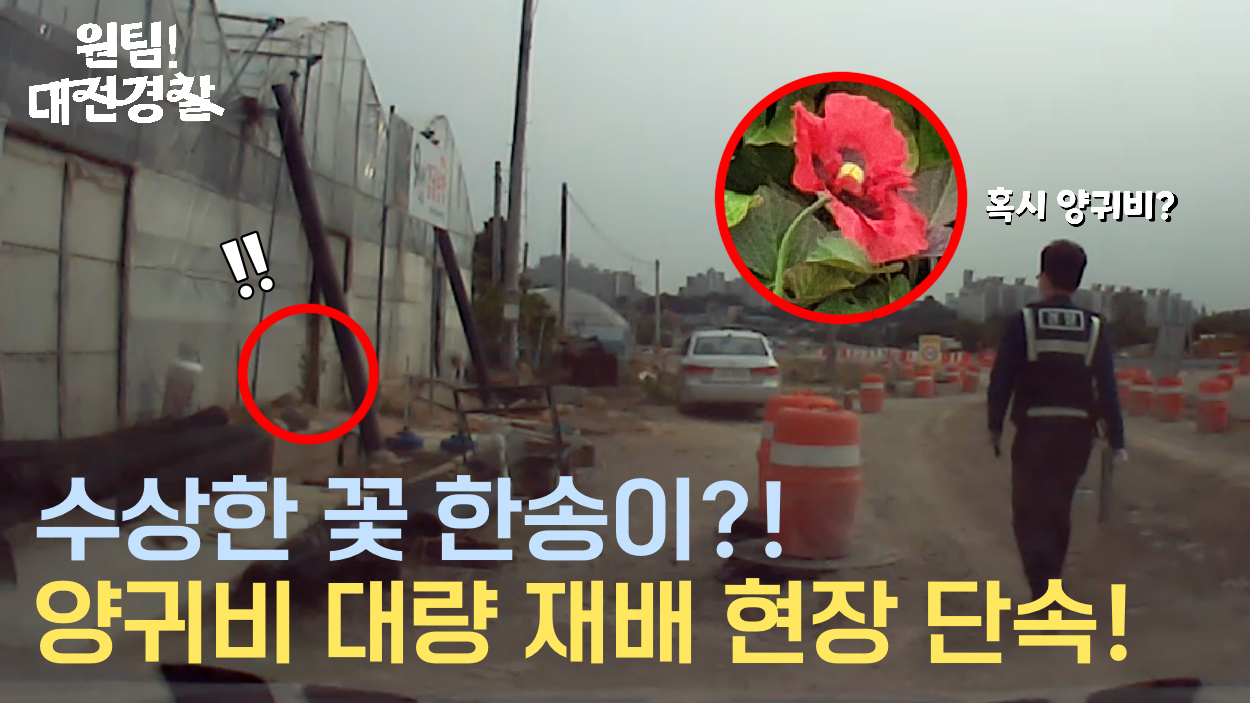수상한 꽃 한송이가 이끈 발걸음, 양귀비 대량 재배 현장을 단속한 대전경찰!